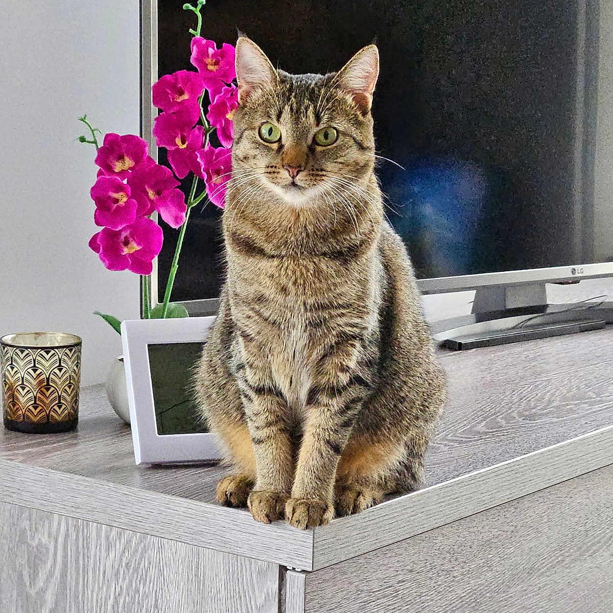 Zorra participe au concours pour gagner de l'argent avec cette photo : calm, candle, cat, decor, domestic_animal, feline, flower, furniture, green_eyes, houseplant, indoor, living_room, orchid, pet, plant, portrait, sitting, tabby, television, wood