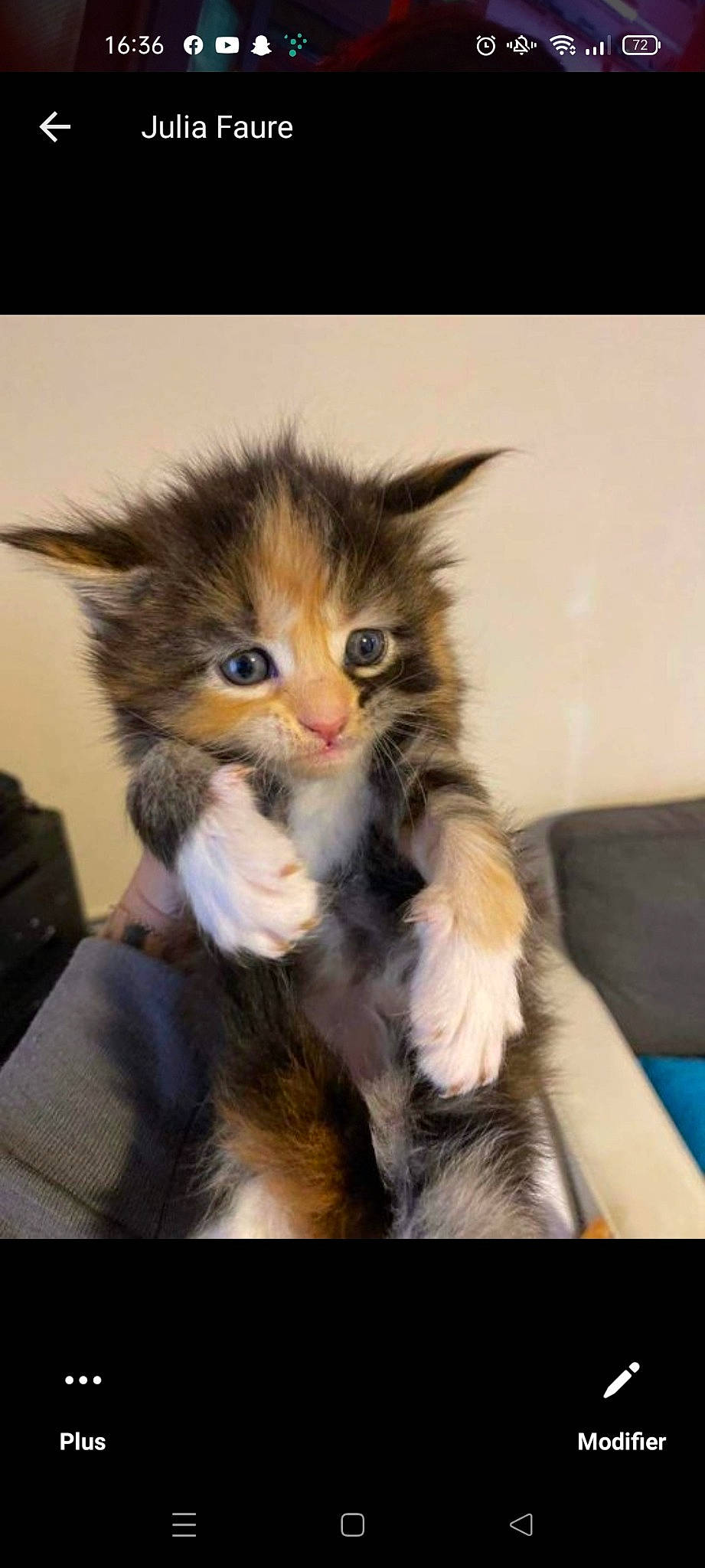 Nila a rejoint le concours — aidez-le/la à gagner de superbes lots ! art, carnivore, cat, claw, comfort, couch, domestic_short_haired_cat, fawn, felidae, fur, gesture, paw, small_to_medium_sized_cats, snout, tail, terrestrial_animal, whiskers