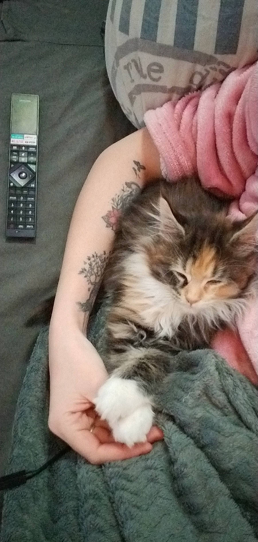 Nila participe au concours pour gagner de l'argent avec cette photo : carnivore, cat, comfort, corded_phone, domestic_short_haired_cat, felidae, finger, fur, hand, human_leg, lap, nail, paw, small_to_medium_sized_cats, telephone, telephony, thigh, thumb, whiskers, wrist