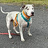 Snow a rejoint le concours — aidez-le/la à gagner de superbes lots ! alert, animal, canine, collar, dog, ears, fur, gravel, greenery, harness, leash, nature, outdoor, path, pet, spot, standing, tail, walking, white_dog