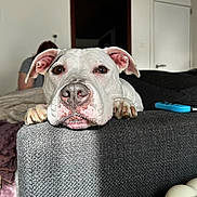 Snow participe au concours pour gagner de l'argent avec cette photo : dog, white_dog, indoor, couch, resting, pet, animal, close_up, brown_eyes, texture, fabric, person_blurred, background, living_room, relaxed, paw, snout, ears, home, natural_light
