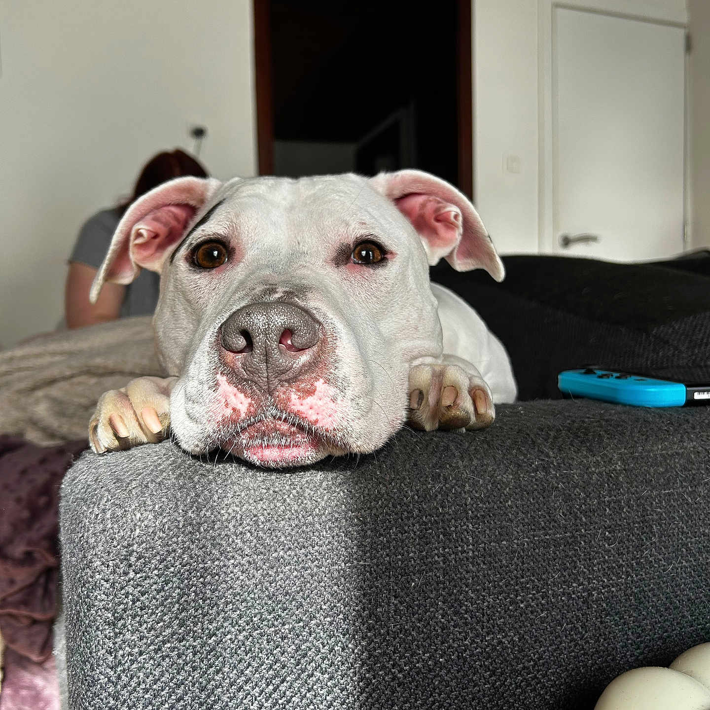 Snow participe au concours pour gagner de l'argent avec cette photo : dog, white_dog, indoor, couch, resting, pet, animal, close_up, brown_eyes, texture, fabric, person_blurred, background, living_room, relaxed, paw, snout, ears, home, natural_light