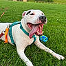 animal, canine, daylight, dog, exercise, field, green_grass, happy_dog, harness, nature, outdoor, panting, park, pet, playing, recreation, summer, tongue_out, toy_ball, white_dog