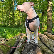 Snow participe au concours pour gagner de l'argent avec cette photo : alert, animal, canine, daylight, dog, forest, greenery, harness, leash, log, moss, nature, outdoor, pet, scenery, standing, sunlight, trees, white_dog, woodland