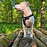 alert, animal, canine, daylight, dog, forest, greenery, harness, leash, log, moss, nature, outdoor, pet, scenery, standing, sunlight, trees, white_dog, woodland