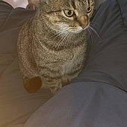 Cathy Marie participe au concours pour gagner de l'argent avec cette photo : cat, tabby, pet, animal, indoor, blanket, comforter, furniture, television, curious, whiskers, ears, eyes, brown, gray, striped, sitting, cozy, home, domestic