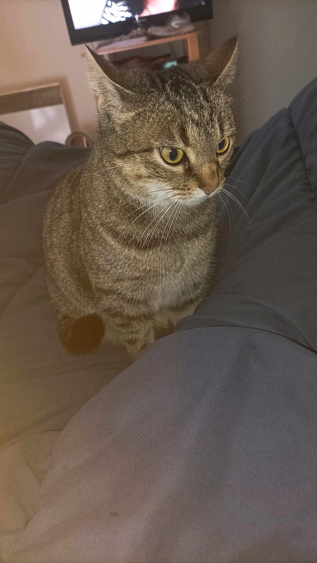 Cathy Marie participe au concours pour gagner de l'argent avec cette photo : cat, tabby, pet, animal, indoor, blanket, comforter, furniture, television, curious, whiskers, ears, eyes, brown, gray, striped, sitting, cozy, home, domestic