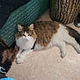 animal, cat, ears, feline, floor, fur, green_fabric, home_interior, indoor, looking_at_camera, patterned_fabric, paws, pet, relaxed, resting, side_table, tabby_cat, tree_stump, whiskers, white_fur