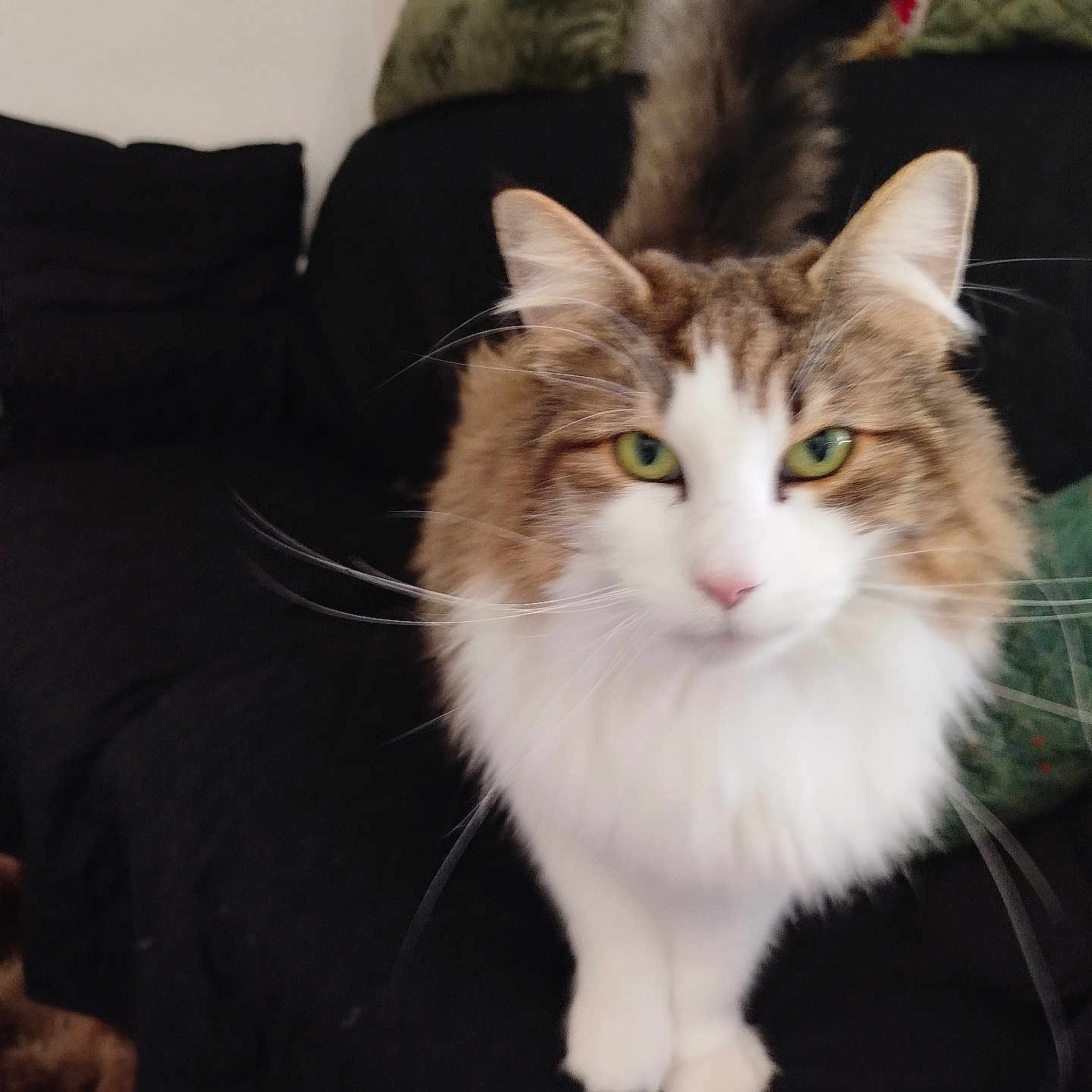 Occitania a rejoint le concours — aidez-le/la à gagner de superbes lots ! abyssinian, angora, animal, architecture, armchair, building, cat, chair, couch, cushion, furniture, hardwood, homedecor, indoors, kitten, livingroom, manx, pet, room, siamese