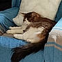 armchair, blue_blanket, cat, closeup, comfort, cozy, domestic_animal, feline, fluffy, fur, household, indoor, pet, quiet, relaxed, rest, sleeping, soft, tail, white_pillow