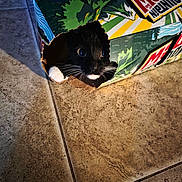 Turbo joined the competition — help win amazing prizes! cat, black_cat, white_paw, box, cardboard, mountain_dew, floor, tile_floor, curious, animal, pet, indoor, playful, whiskers, eyes, black_fur, white_fur, hole, shadow, closeup