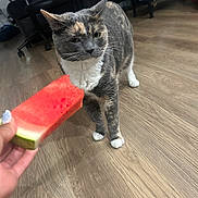 Luna is registered to the contest to win money with this photo: cat, gray_cat, white_chest, standing, animal, pet, whiskers, ears, eyes, watermelon, fruit, human_hand, wooden_floor, indoor, office_chair, furniture, basketball, home, portrait, funny