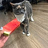 cat, gray_cat, white_chest, standing, animal, pet, whiskers, ears, eyes, watermelon, fruit, human_hand, wooden_floor, indoor, office_chair, furniture, basketball, home, portrait, funny