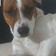 Pilou participe au concours pour gagner de l'argent avec cette photo : beagle, brazilian_terrier, canidae, carnivore, chilean_fox_terrier, companion_dog, danish_swedish_farmdog, dog, dog_breed, harrier, jack_russell_terrier, mammal, miniature_fox_terrier, nose, parson_russell_terrier, rare_breed_dog, russell_terrier, snout, sporting_group, vertebrate