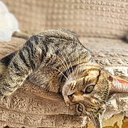 Mimi participe au concours pour gagner de l'argent avec cette photo : cat, tabby, pet, feline, animal, sleepy, relaxed, whiskers, fur, ears, eyes, nose, blanket, soft, texture, warm_light, indoor, cozy, resting, closeup