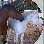 Butterfly participe au concours pour gagner de l'argent avec cette photo : animal_figure, colt, foal, horse, livestock, mammal, mane, mare, mustang_horse, pony, sorrel, stallion