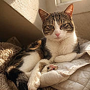 Minou participe au concours pour gagner de l'argent avec cette photo : cat, tabby_cat, white_fur, relaxed, cozy, blanket, window, sunlight, indoor, pet, animal, feline, paw, resting, cute, fur, ears, whiskers, home, comfort