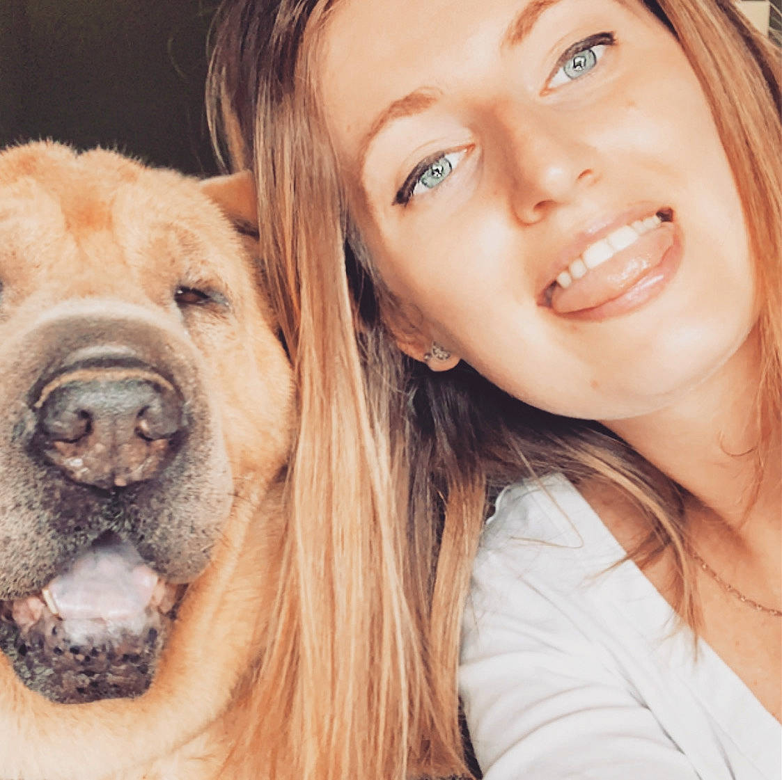 Eliot participe au concours pour gagner de l'argent avec cette photo : carnivore, companion_dog, dog, dog_breed, eye, eyebrow, eyelash, fawn, happy, iris, jaw, lip, liver, mouth, nose, organ, skin, smile, whiskers, working_animal