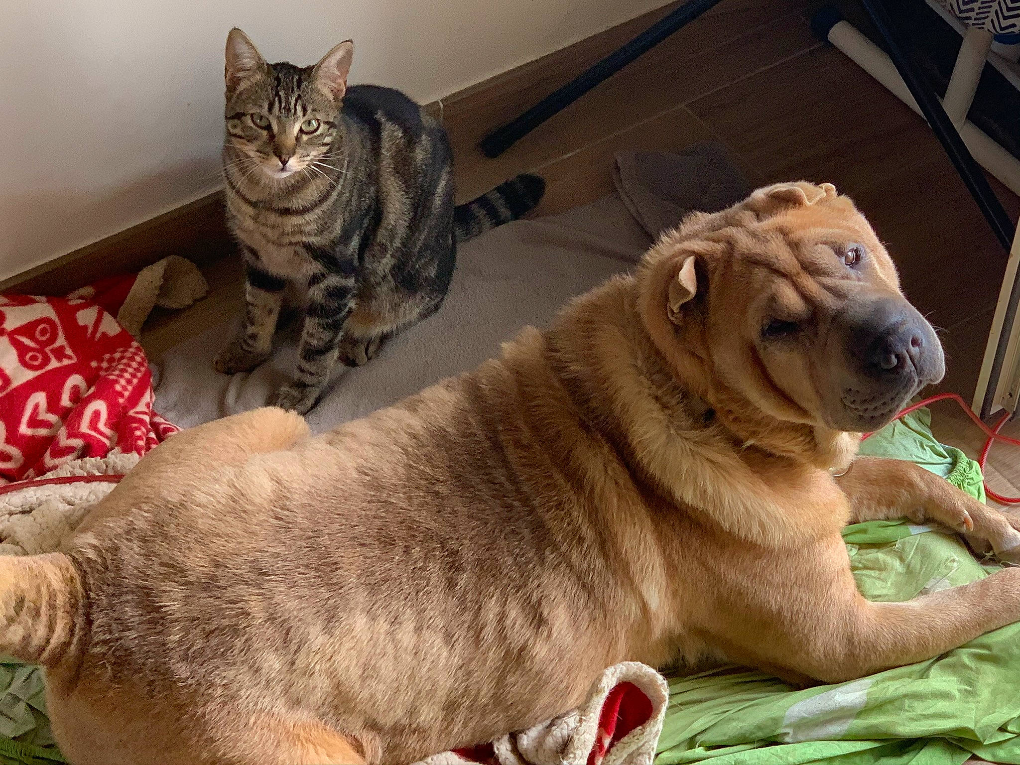 Eliot a rejoint le concours — aidez-le/la à gagner de superbes lots ! big_cats, canidae, carnivore, cat, comfort, companion_dog, dog_breed, domestic_short_haired_cat, fawn, felidae, fur, mammal, paw, shar_pei, small_to_medium_sized_cats, snout, tail, terrestrial_animal, whiskers, wrinkle