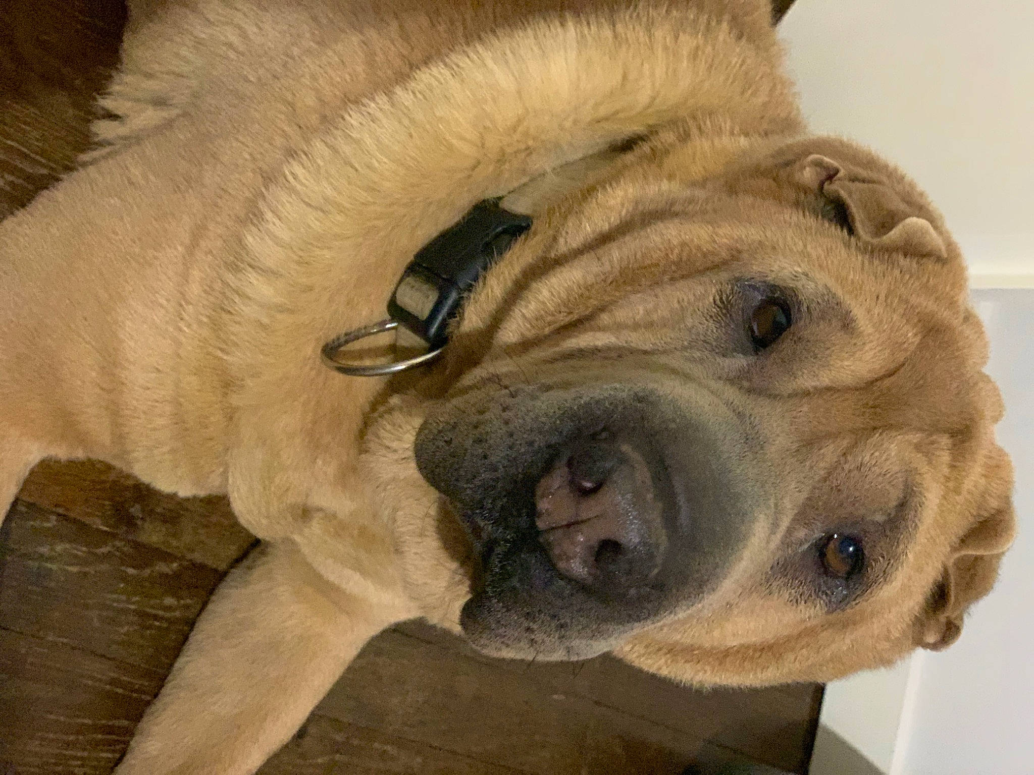 Eliot a rejoint le concours — aidez-le/la à gagner de superbes lots ! art, big_cats, canidae, carnivore, companion_dog, dog, dog_breed, fawn, fur, jaw, lion, liver, nose, paw, snout, sporting_group, terrestrial_animal, whiskers, working_animal, wrinkle