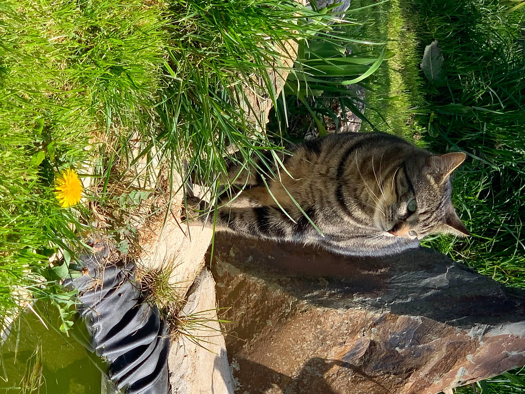 Penny participe au concours pour gagner de l'argent avec cette photo : aquatic_plant, bedrock, carnivore, cat, domestic_short_haired_cat, fawn, felidae, grass, groundcover, landscape, plant, shrub, tail, terrestrial_animal, terrestrial_plant, trunk, water, whiskers, wildlife, wood