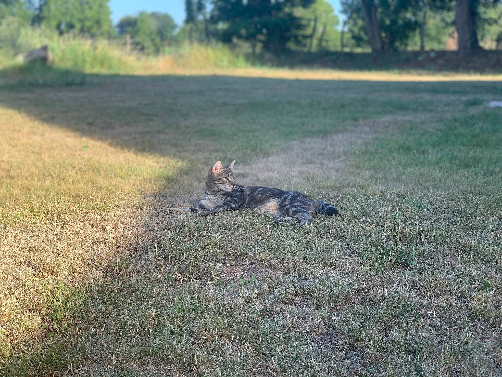 Penny a rejoint le concours — aidez-le/la à gagner de superbes lots ! asphalt, carnivore, cat, fawn, felidae, grass, grass_family, grassland, groundcover, landscape, lawn, plant, prairie, small_to_medium_sized_cats, soil, tail, terrestrial_animal, tree, whiskers, wildlife