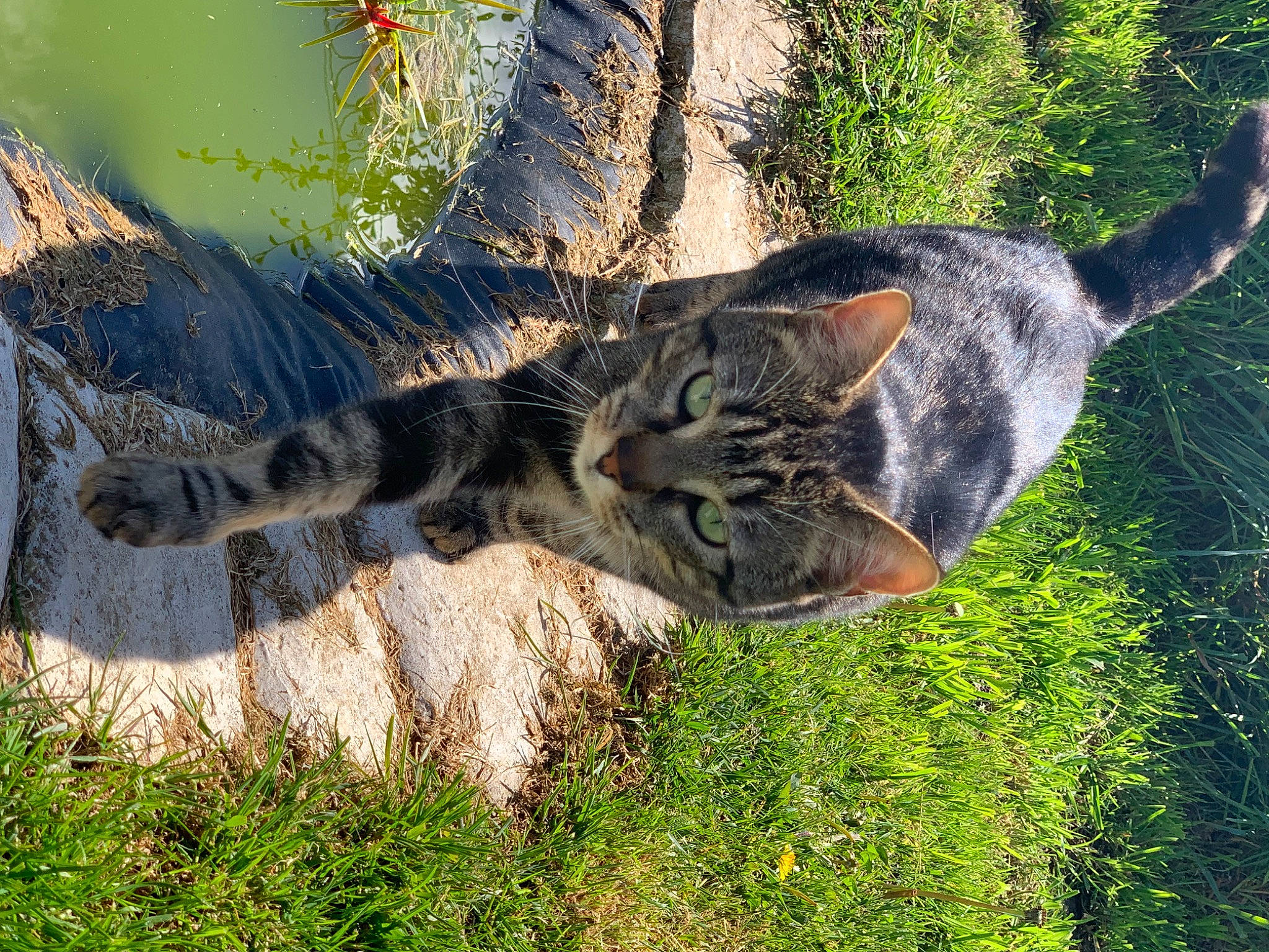 Penny participe au concours pour gagner de l'argent avec cette photo : big_cats, branch, carnivore, cat, domestic_short_haired_cat, eye, fawn, felidae, fur, grass, groundcover, plant, small_to_medium_sized_cats, snout, tail, terrestrial_animal, tree, trunk, whiskers, wood