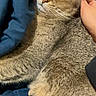 cat, tabby_cat, pet, animal, feline, sleepy, cozy, blanket, hand, indoor, relaxation, fur, whiskers, ear, comfort, nap, domestic_animal, resting, cute, soft