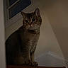 Caesar is registered to the contest to win money with this photo: cat, tabby_cat, indoor, stairs, window, pet, animal, feline, whiskers, curious, sitting, brown, fur, house, railing, quiet, shadow, night, looking, domestic_cat