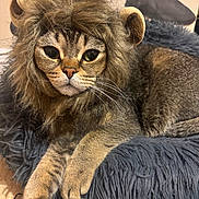 Caesar joined the competition — help win amazing prizes! cat, costume, lion_mane, fluffy_cushion, pet, animal, feline, indoor, fur, ears, whiskers, relaxed, cute, closeup, portrait, brown, tabby, soft, cozy, domestic
