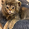 cat, costume, lion_mane, fluffy_cushion, pet, animal, feline, indoor, fur, ears, whiskers, relaxed, cute, closeup, portrait, brown, tabby, soft, cozy, domestic