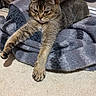 Caesar is registered to the contest to win money with this photo: cat, tabby_cat, stretching, blanket, gray_blanket, carpet, indoor, feline, pet, relaxed, cozy, fur, whiskers, paws, animal, mammal, resting, cute, sleepy, domestic_cat