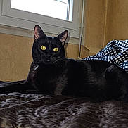 Pikachu participe au concours pour gagner de l'argent avec cette photo : animal, bed, bedspread, black_cat, blanket, calm, cat, cozy, domestic_cat, feline, indoor, lying_down, pet, portrait, quiet, resting, room, texture, window, yellow_eyes