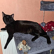 Pikachu a rejoint le concours — aidez-le/la à gagner de superbes lots ! black_cat, cat, feline, pet, indoor, cat_tree, toy, feather_toy, relaxing, sleeping, paw, fur, whiskers, radiator, home, cozy, soft_texture, animal, resting, orange_wall