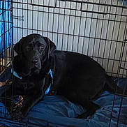 Wilbur is registered to the contest to win money with this photo: dog, black_dog, crate, cage, blue_cushion, pet, indoor, canine, resting, harness, animal, furniture, floor, contemplative, domestic, home, four_legs, looking, quiet, metal_bars