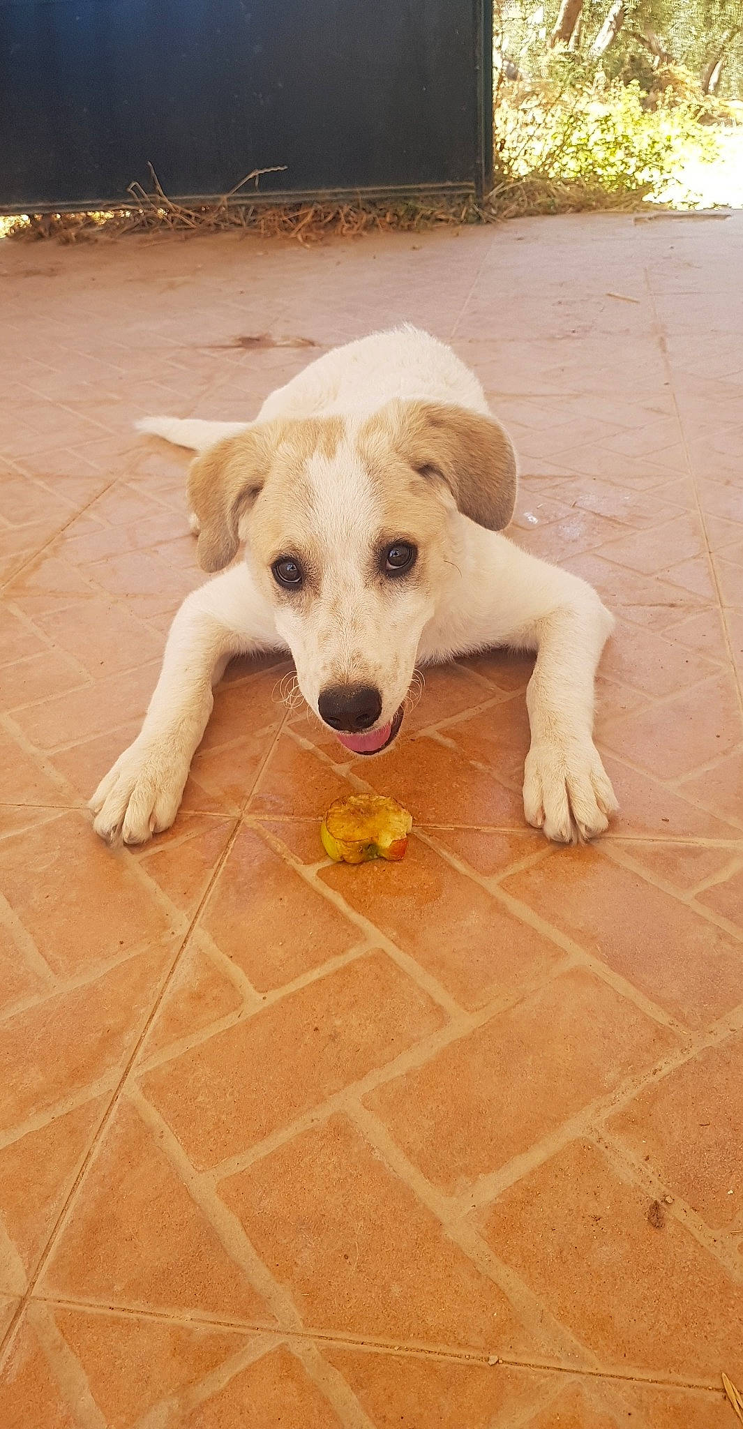 Fia joined the competition — help win amazing prizes! canidae, carnivore, central_asian_shepherd_dog, companion_dog, dog, dog_breed, fawn, kintamani, labrador_retriever, mammal, puppy, rare_breed_dog, small_greek_domestic_dog, sporting_group, street_dog, tail, vertebrate