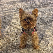 Mia is registered to the contest to win money with this photo: dog, small_dog, yorkshire_terrier, pet, animal, fur, ears, carpet, indoor, cute, alert, standing, harness, brown_fur, black_nose, front_legs, tiny, companion, domestic, closeup