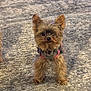 dog, small_dog, yorkshire_terrier, pet, animal, fur, ears, carpet, indoor, cute, alert, standing, harness, brown_fur, black_nose, front_legs, tiny, companion, domestic, closeup