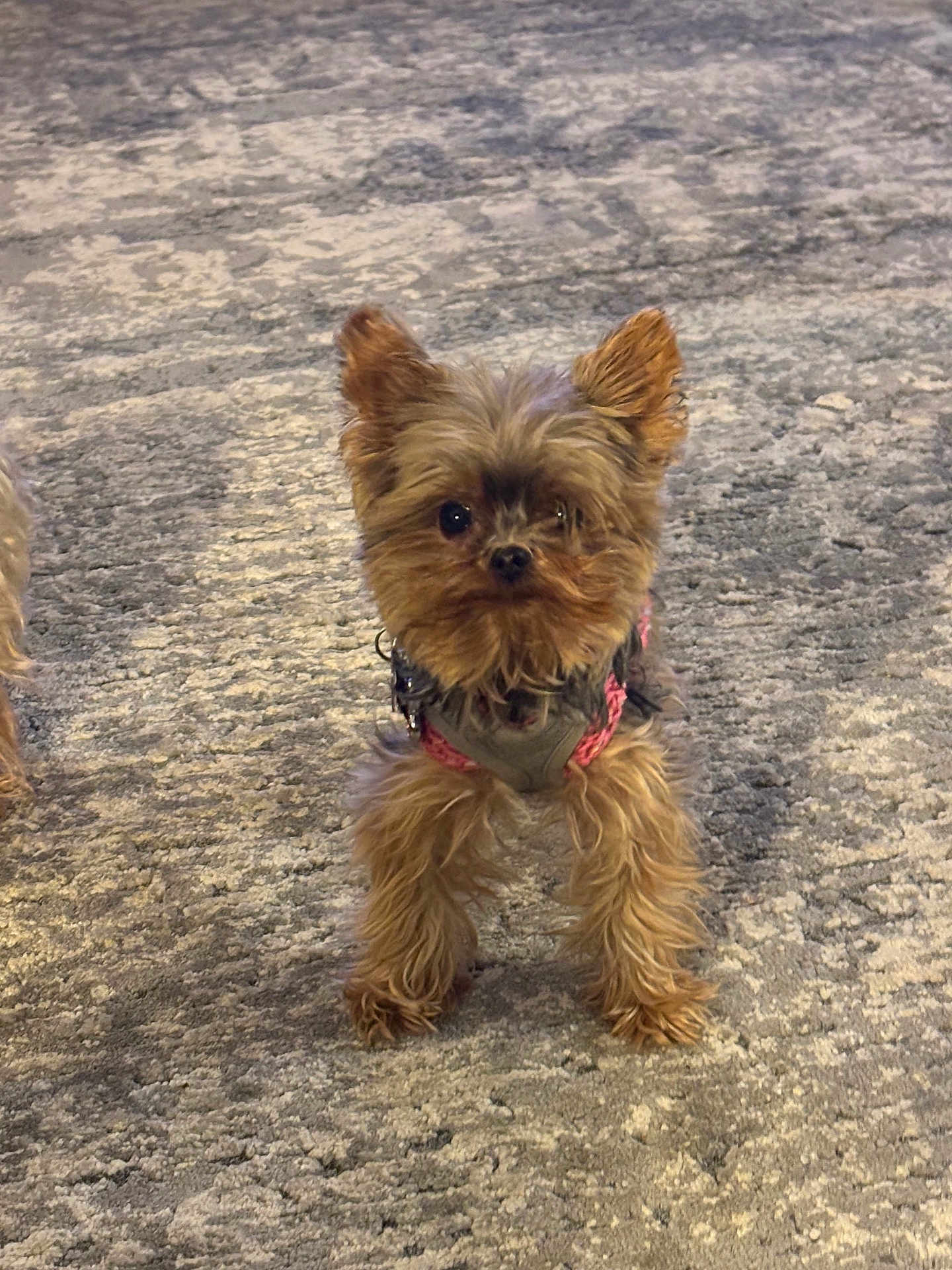 Mia is registered to the contest to win money with this photo: dog, small_dog, yorkshire_terrier, pet, animal, fur, ears, carpet, indoor, cute, alert, standing, harness, brown_fur, black_nose, front_legs, tiny, companion, domestic, closeup