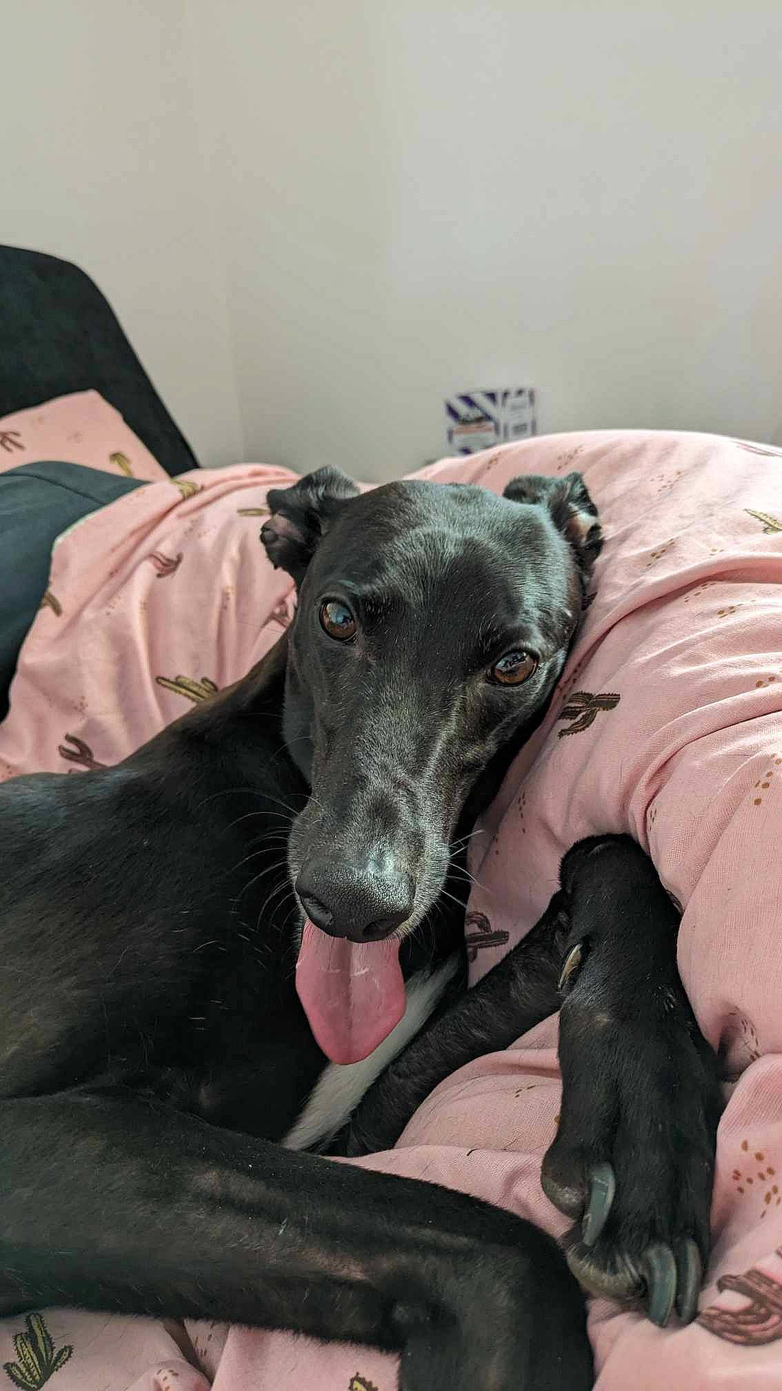 Fern is registered to the contest to win money with this photo: canidae, carnivore, comfort, companion_dog, dog, dog_breed, fawn, grey, guard_dog, hortaya_borzaya, magyar_agar, non_sporting_group, polish_greyhound, rampur_greyhound, sighthound, snout, sporting_group, terrestrial_animal, whiskers, working_animal