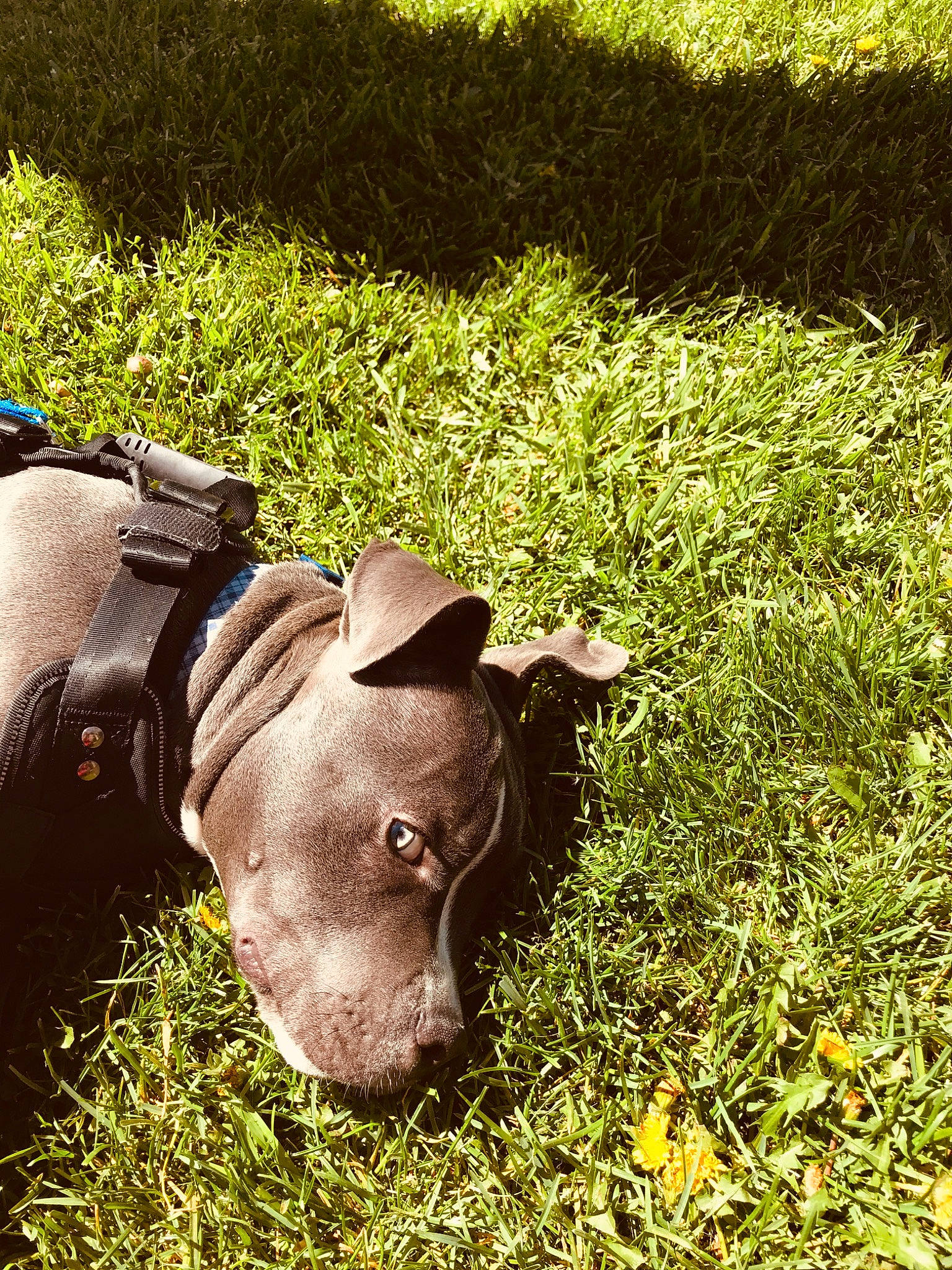 Chapo joined the competition — help win amazing prizes! american_pit_bull_terrier, canidae, carnivore, companion_dog, dog, dog_breed, ear, fawn, grass, lawn, meadow, non_sporting_group, nose, pit_bull, plant, puppy, snout, sporting_group, weimaraner