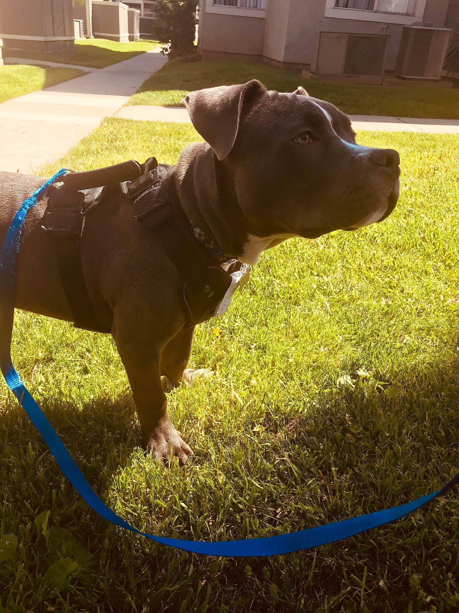 Chapo is registered to the contest to win money with this photo: american_bulldog, american_pit_bull_terrier, american_staffordshire_terrier, bandog, canidae, carnivore, companion_dog, dog, dog_breed, dog_collar, fawn, grass, lawn, mammal, non_sporting_group, pit_bull, snout, sporting_group, staffordshire_bull_terrier, tail