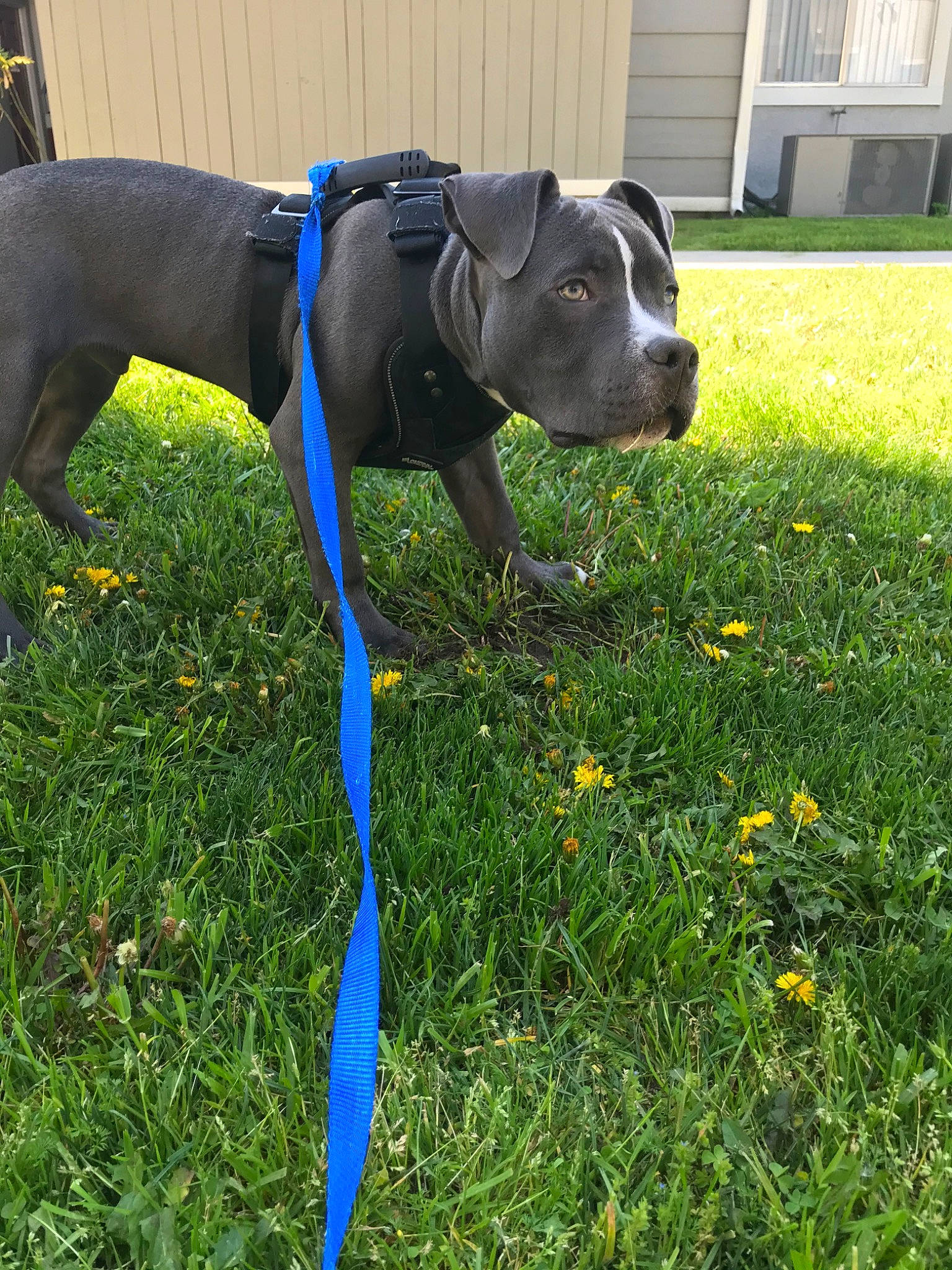 Chapo is registered to the contest to win money with this photo: alaunt, american_pit_bull_terrier, american_staffordshire_terrier, bandog, canidae, carnivore, dog, dog_breed, dog_collar, grass, leash, mammal, non_sporting_group, obedience_training, plant, snout, sporting_group, staffordshire_bull_terrier, terrier, vertebrate