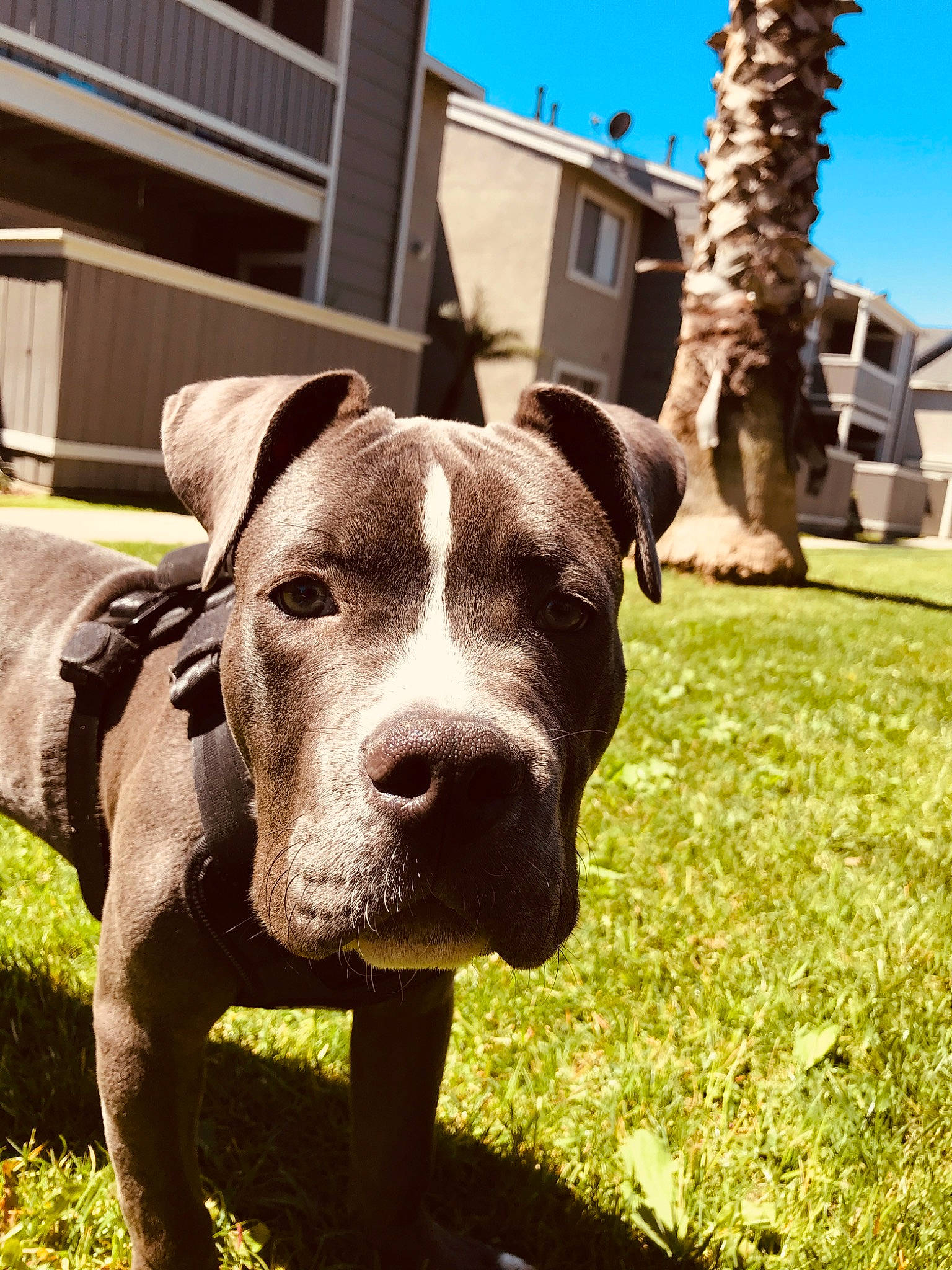 Chapo is registered to the contest to win money with this photo: american_pit_bull_terrier, american_staffordshire_terrier, bandog, bully_kutta, canidae, carnivore, dog, dog_breed, fawn, grass, mammal, molosser, non_sporting_group, nose, pit_bull, plant, snout, sporting_group, vertebrate
