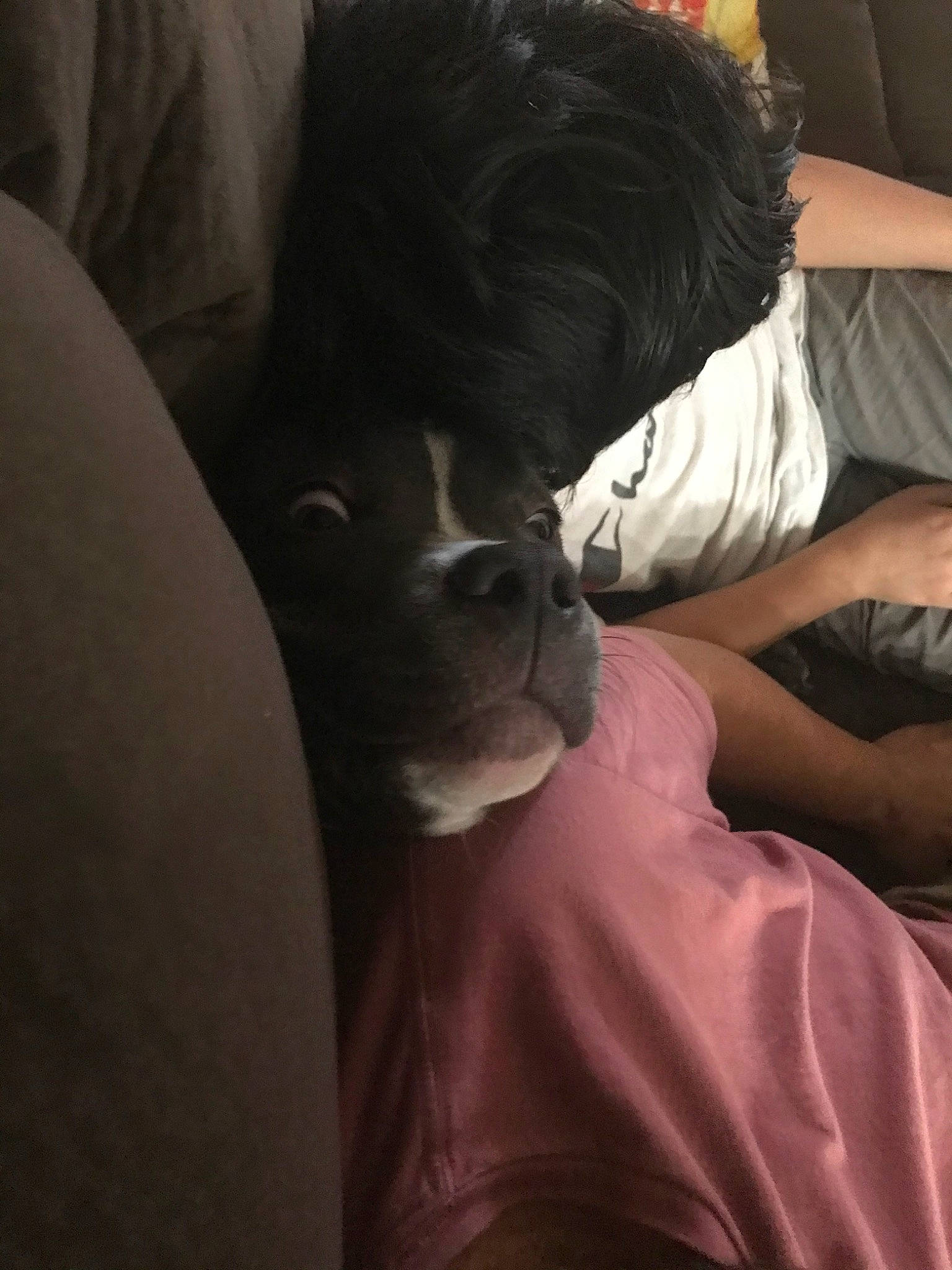 El Chapo joined the competition — help win amazing prizes! black_hair, canidae, companion_dog, dog_breed, ear, nose, puppy, snout, sporting_group