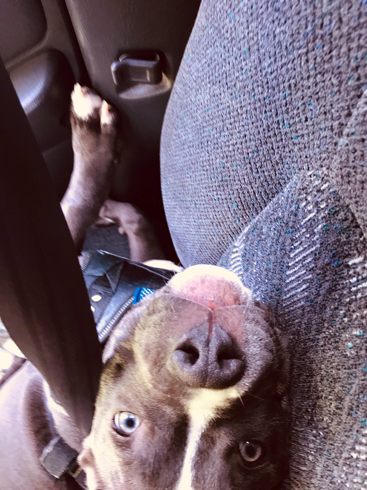 El Chapo is registered to the contest to win money with this photo: blue_lacy, boston_terrier, canidae, carnivore, dog, dog_breed, ear, italian_greyhound, non_sporting_group, nose, snout, sporting_group, weimaraner