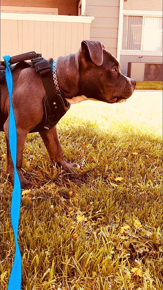 El Chapo is registered to the contest to win money with this photo: american_pit_bull_terrier, american_staffordshire_terrier, canidae, carnivore, dog, dog_breed, fawn, grass, mammal, non_sporting_group, pit_bull, plant, snout, sporting_group, straw, vertebrate