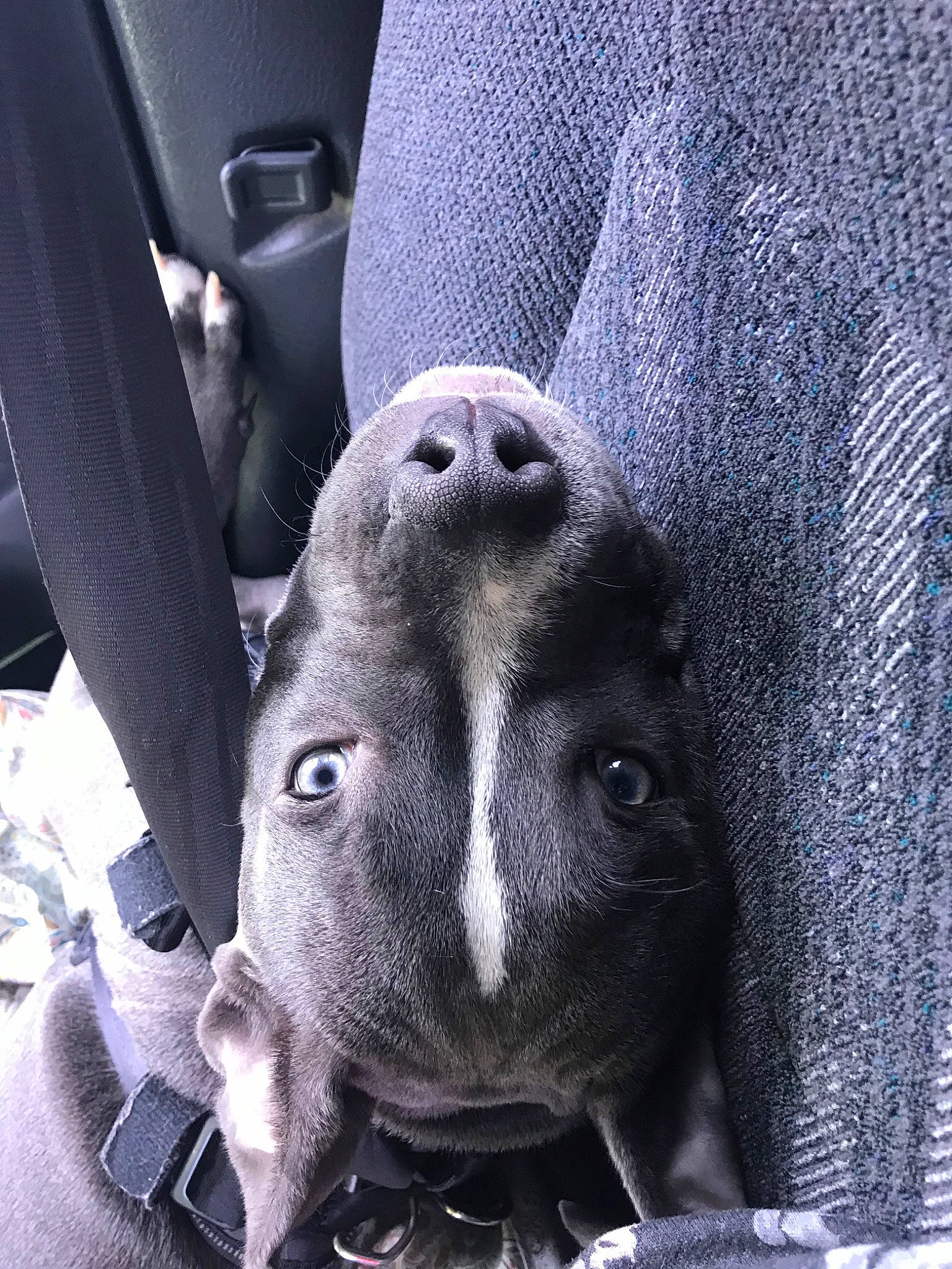 El Chapo is registered to the contest to win money with this photo: canidae, nose, snout, sporting_group