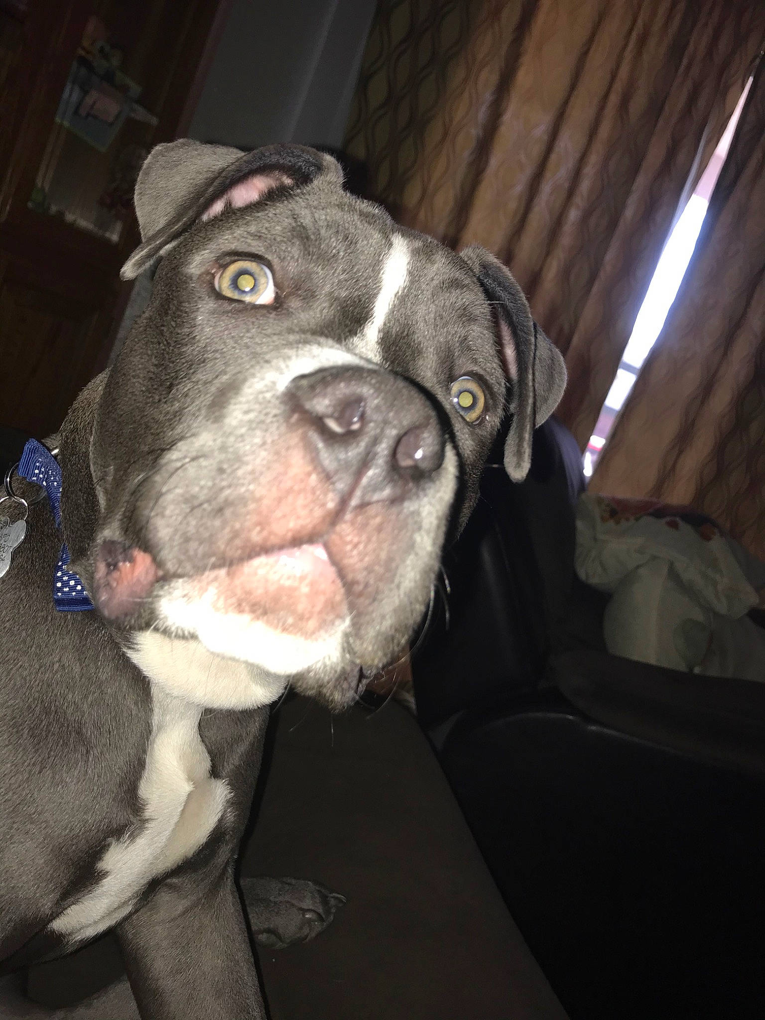 El Chapo joined the competition — help win amazing prizes! american_bulldog, american_pit_bull_terrier, american_staffordshire_terrier, bandog, canidae, carnivore, dog, dog_breed, ear, fawn, mammal, non_sporting_group, nose, olde_english_bulldogge, pit_bull, rare_breed_dog, snout, sporting_group, staffordshire_bull_terrier, valley_bulldog