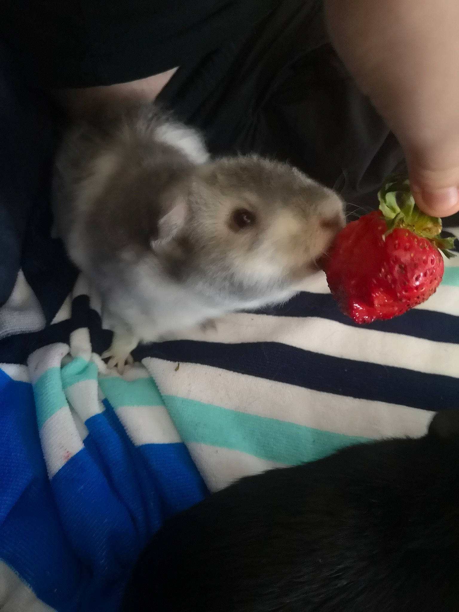 André a rejoint le concours — aidez-le/la à gagner de superbes lots ! degu, fawn, ferret, gerbil, hamster, marsupial, muridae, muroidea, mustelidae, prairie_dog, rat, rodent, skin, whiskers